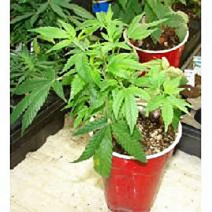 Glass Slipper marijuana seeds