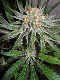 Graines de marijuana Glass Slipper