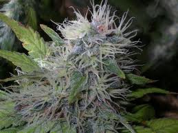 Donk marijuana seeds