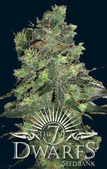 Goliath feminized single seeds