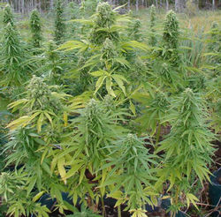Graines de cannabis Super Brésil