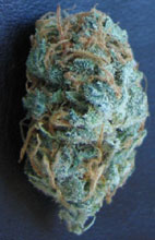 Grapefruit