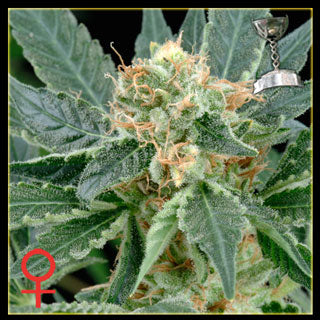 AMS feminized