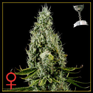 ArjansHaze#3 Feminized