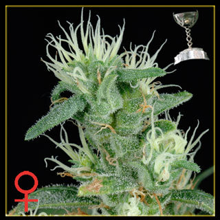 Big Bang Feminized