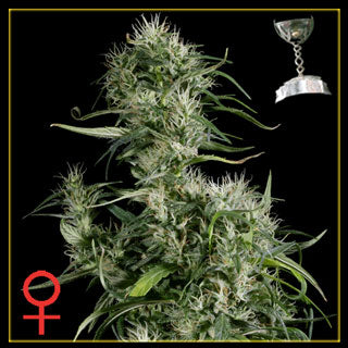 neville haze feminized