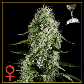 Super Silver Haze Feminized
