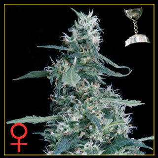 Ultra Haze #1 Feminized