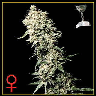White Rhino Feminized
