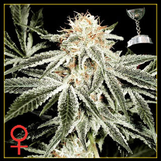 White Widow Feminized