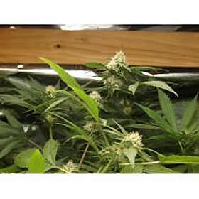 Grey Fire marijuana seeds