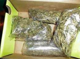 Gryphon marijuana seeds