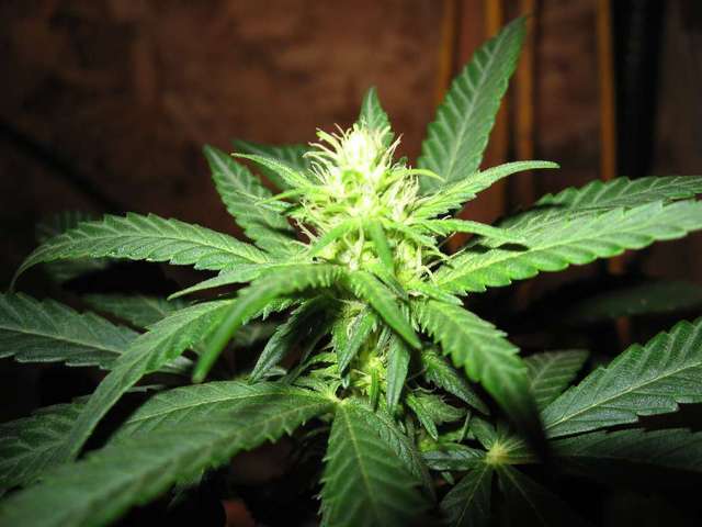 Colombian gold cannabis seeds