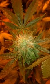 Hash bomb marijuana seeds