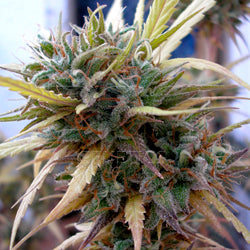 Hashplant haze marijuana seeds