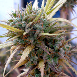 Hashplant haze féminisée 15 graines de marijuana