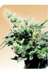 Hash Plant single seeds