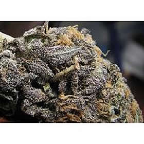 Hawaiian Honey Purple seeds