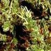 Haze heaven