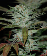Head Band Cannabis Cup winner reserva privada seeds