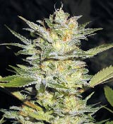 Heavy Duty Fruity