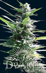 Hercules feminized single seeds