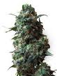 Homegrown Lowryder single seed