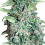 Honey B feminised pot seed