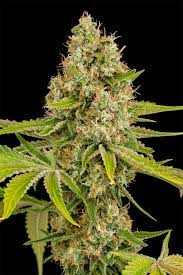 OG KUSH Feminized Seeds 10 pack