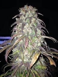 Sugar Berry Marijuana seeds