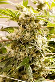 Airplane Mode marijuana 5 pack of seeds