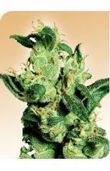 Jack herer single sensi seeds