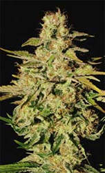 jacky white feminized