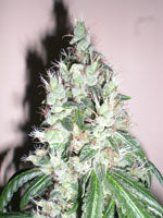 Jamaican OG seeds