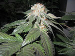 Julius Caesar marijuana seeds