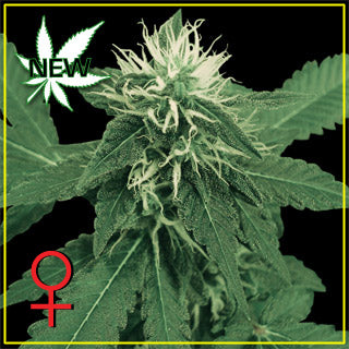 K-Train Feminised seeds