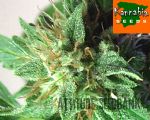 Aphrodite Feminized seeds