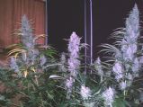 Brains Choice Seeds
