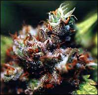 KC Brains Brazil x KC seeds