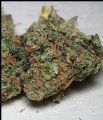 California Special seeds