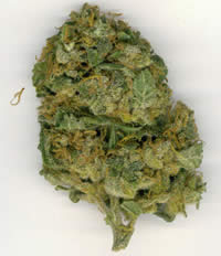 Cristal Limit seeds