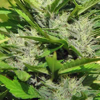 Cristal Paradise seeds