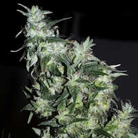Haze Special