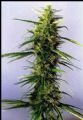 KC Brains KC36 seeds