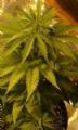 KC Brains KC39 seeds