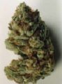 KC Brains Mango seeds