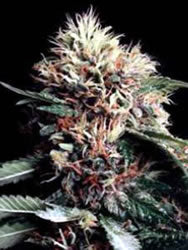 Ketama feminized
