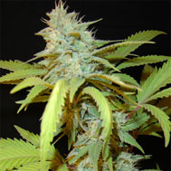 killa watt marijuana seeds