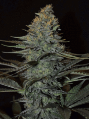killerskunk marijuana single seed