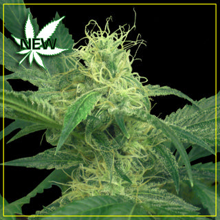 Kings Kush marijuana seeds